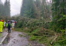 Furtună puternică pe Transalpina, trafic blocat. Copaci doborâți pe șosea, zeci de mașini oprite
