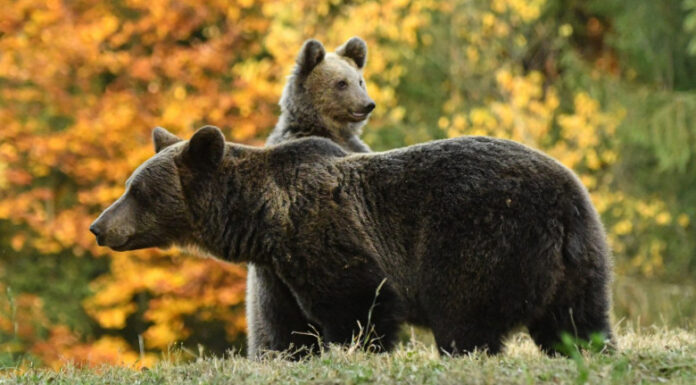 Câți urși vor fi împușcați în Gorj
