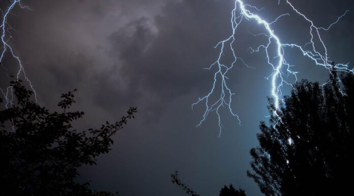 Cod galben de vijelii