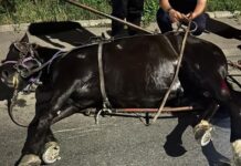 Foto: Cal în agonie, eliberat și salvat, aseară, de polițiști, pe strada Narciselor din Târgu Jiu