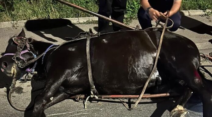 Foto: Cal în agonie, eliberat și salvat, aseară, de polițiști, pe strada Narciselor din Târgu Jiu