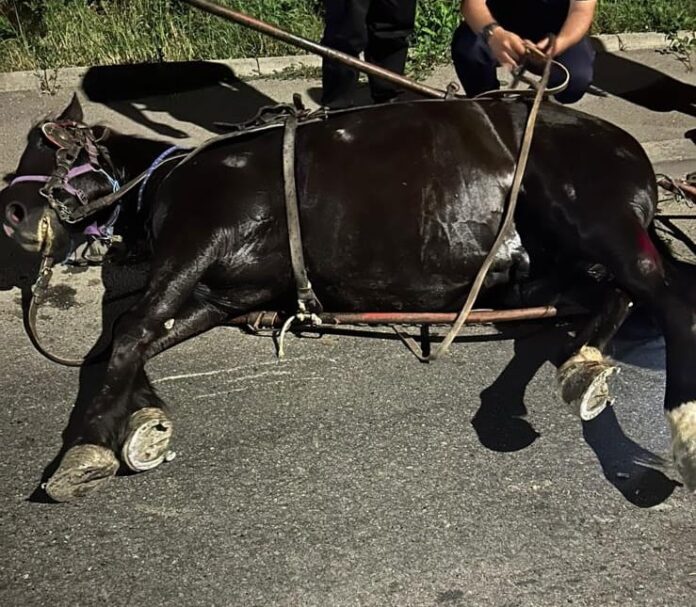 Foto: Cal în agonie, eliberat și salvat, aseară, de polițiști, pe strada Narciselor din Târgu Jiu