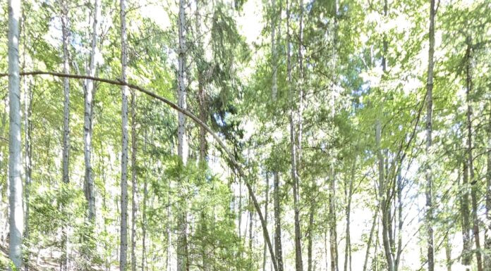 Dosar penal și amendă de 10.000 de lei pentru Ocolul Silvic Eparhial Gorj