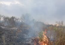 FOTO| Drăguțești: Au ars și lanurile de porumb. Incendiul nu e stins încă
