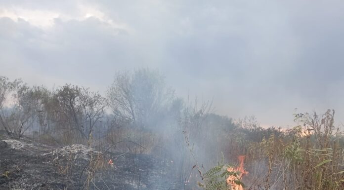 FOTO| Drăguțești: Au ars și lanurile de porumb. Incendiul nu e stins încă
