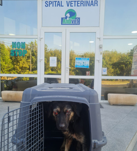 Gorj: Cățelusă salvată de Serviciul public pentru protecția animalelor