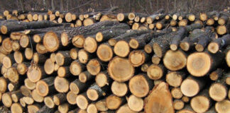 DGASPC Gorj cumpără lemne de foc