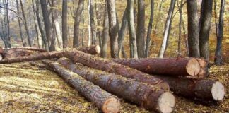 INS: Mai puțini copaci tăiați în România