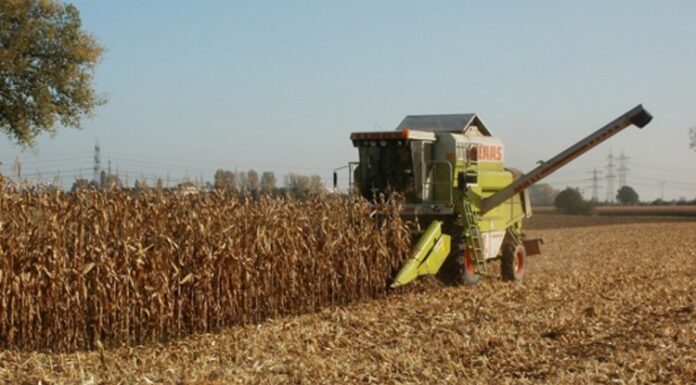 Recoltarea corectă a porumbului