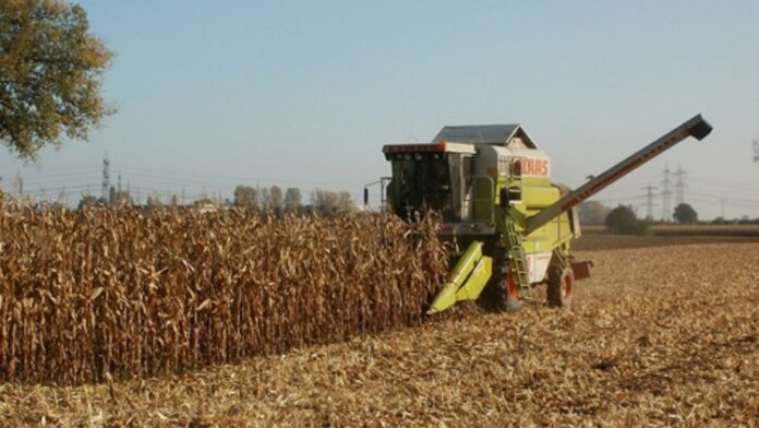 recoltarea porumbului
