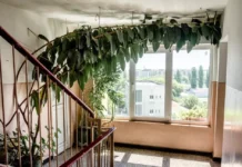 Locatarii trebuie să-și întrebe vecinii când pun flori pe scara blocului. Risc de amenzi