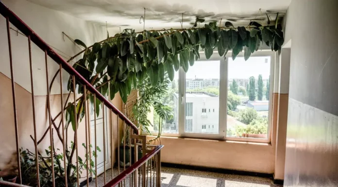 Locatarii trebuie să-și întrebe vecinii când pun flori pe scara blocului. Risc de amenzi