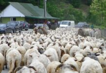 Repere Ancestrale – TRANSHUMANŢA