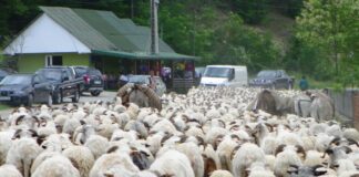 Repere Ancestrale – TRANSHUMANŢA