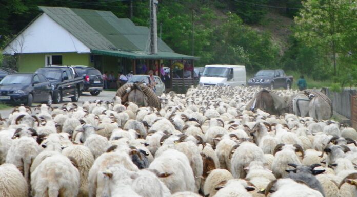 Repere Ancestrale – TRANSHUMANŢA