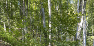 Trasee turistice din Godeanu, întreținute și refăcute de salvatorii montani din Gorj