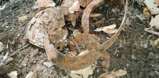 Președintele Salvamont România, pe urmele strămoșului său