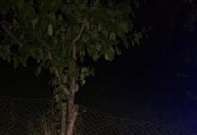 FOTO, VIDEO| Apeluri de urgență: Urs la Vișina, șarpe la Stejari