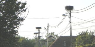 Autumnale – Povestiri despre berze