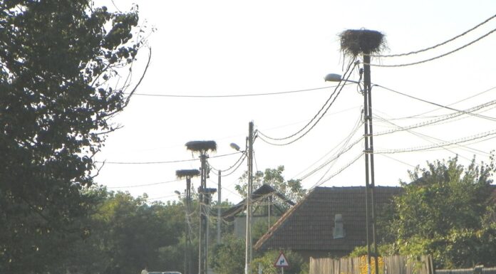 Autumnale – Povestiri despre berze