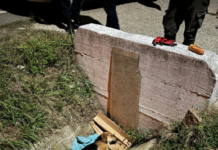 Bâlteni: Cățel lovit de mașină, salvat de Protecția Animalelor Gorj