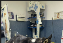 Târgu Jiu: Cățelușă Husky, bolnavă și fără stăpân, dusă la o clinică din oraș