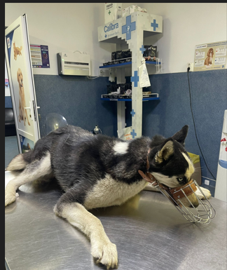 Târgu Jiu: Cățelușă Husky, bolnavă și fără stăpân, dusă la o clinică din oraș