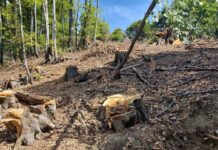 Peștișani: Tăiau arbori fără avizul ANANP. Amendă