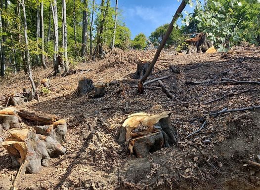 Peștișani: Tăiau arbori fără avizul ANANP. Amendă