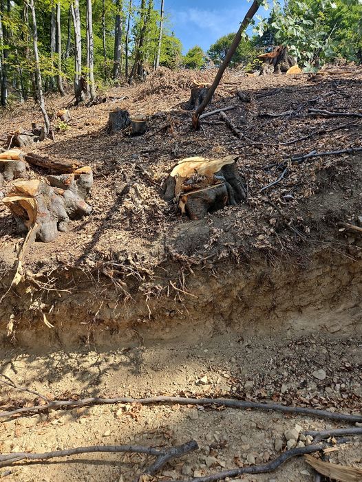 Peștișani: Tăiau arbori fără avizul ANANP. Amendă