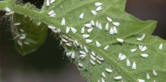 Agricultura pe înțelesul tuturor – Musculița albă, o insectă micuță, dar cu mare putere de distrugere.
