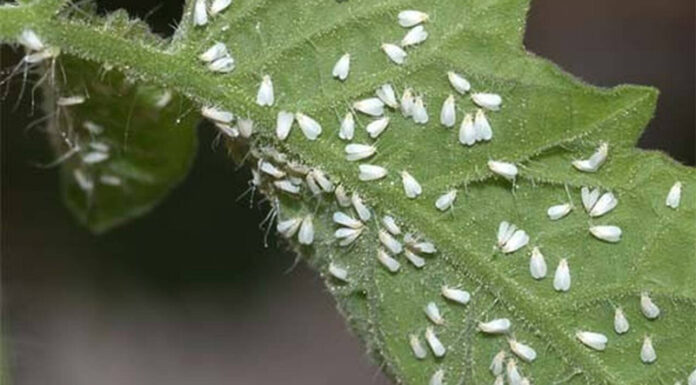 Agricultura pe înțelesul tuturor – Musculița albă, o insectă micuță, dar cu mare putere de distrugere.