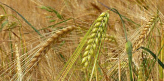 Agricultura pe înțelesul tuturor – Înființarea culturilor de toamnă