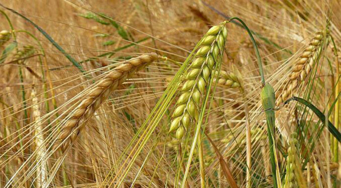 Agricultura pe înțelesul tuturor – Înființarea culturilor de toamnă