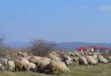 24 de focare de pesta micilor rumegătoare mai sunt active în ţară