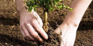 Agricultura pe înțelesul tuturor – Înființați corect plantația de pomi și arbuști fructiferi (1)