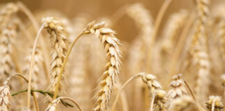 Agricultura pe înțelesul tuturor – Înființarea culturilor de toamnă