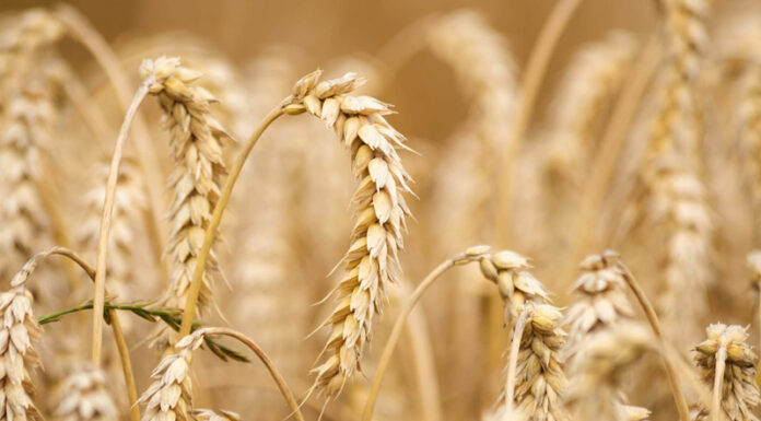 Agricultura pe înțelesul tuturor – Înființarea culturilor de toamnă