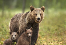 Ursoaică cu doi pui, lângă casele din Turcinești