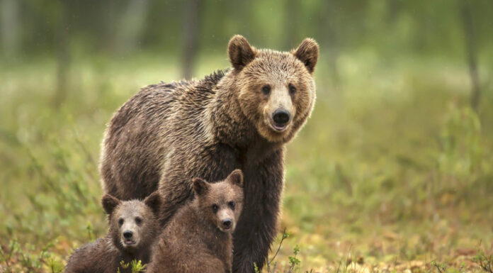 Ursoaică cu doi pui, lângă casele din Turcinești
