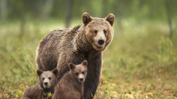 Ursoaică cu doi pui, lângă casele din Turcinești