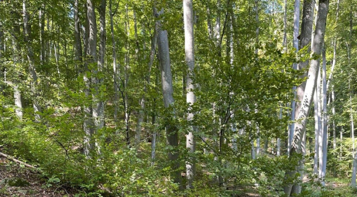 Salvatorii montani din Gorj, la Congresul de Salvare Alpină de la Salonic