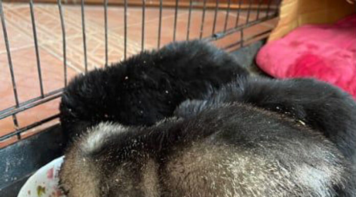 Trei cățeluși, abandonați la Bălănești