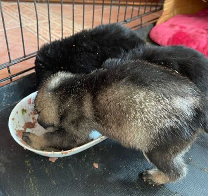 0d4c0606-d9a1-427e-a914-410ce690eeb9