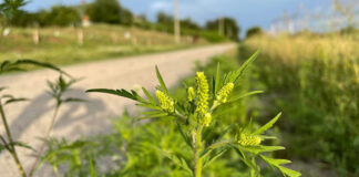 Agricultura pe înțelesul tuturor – AMBROZIA, buruiana care a speriat Europa