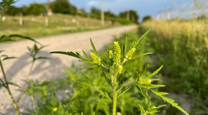 Agricultura pe înțelesul tuturor – AMBROZIA, buruiana care a speriat Europa
