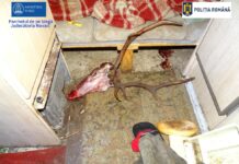 Braconaj de 24.000 de euro. Zece vânători, trimiși în judecată