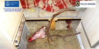 Braconaj de 24.000 de euro. Zece vânători, trimiși în judecată