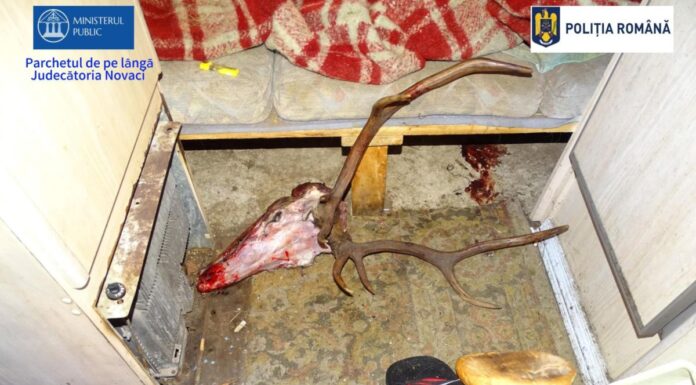 Braconaj de 24.000 de euro. Zece vânători, trimiși în judecată