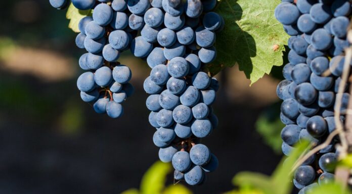 Agricultura pe înţelesul tuturor – Tehnologia de vinificare a strugurilor de H P D